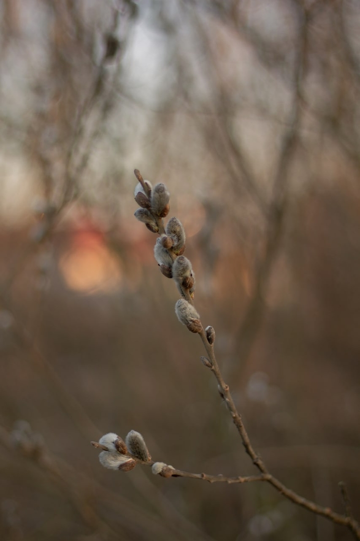 spring