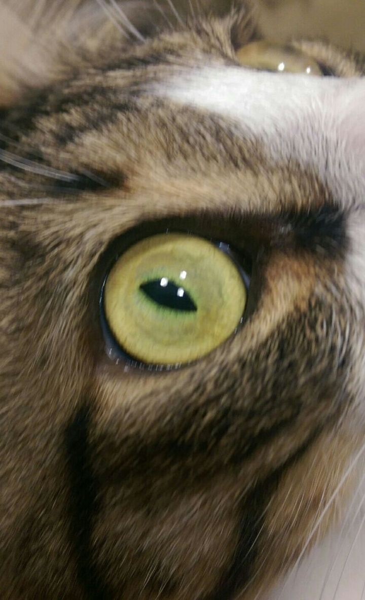 cateye