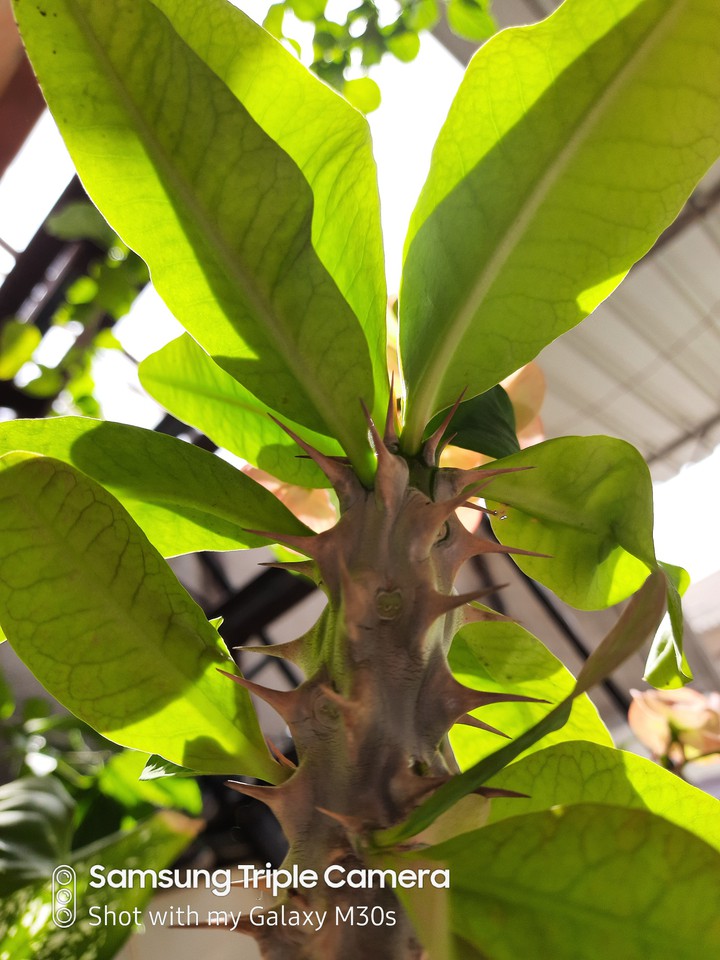 plant