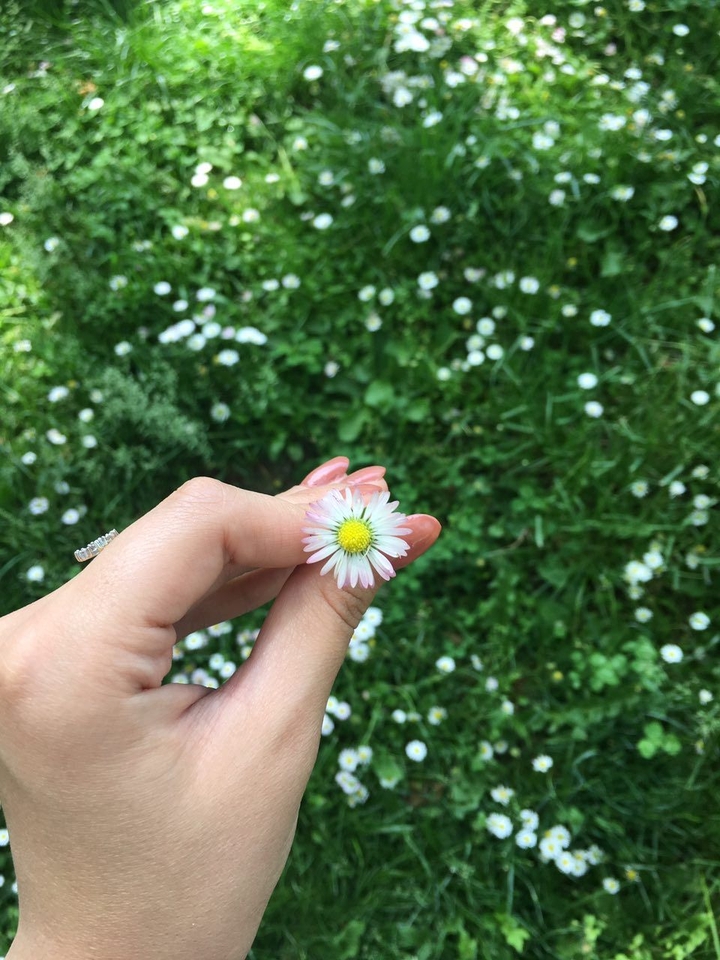 small flowers 
