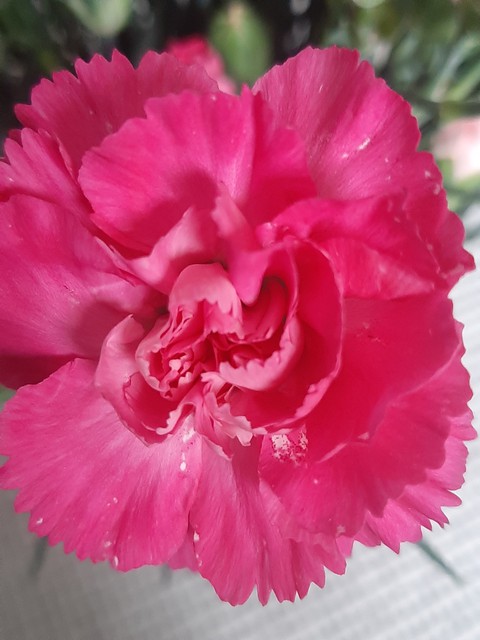Flover