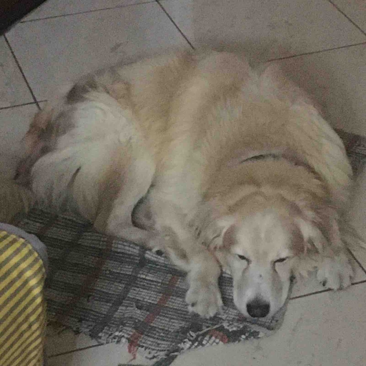 Dog