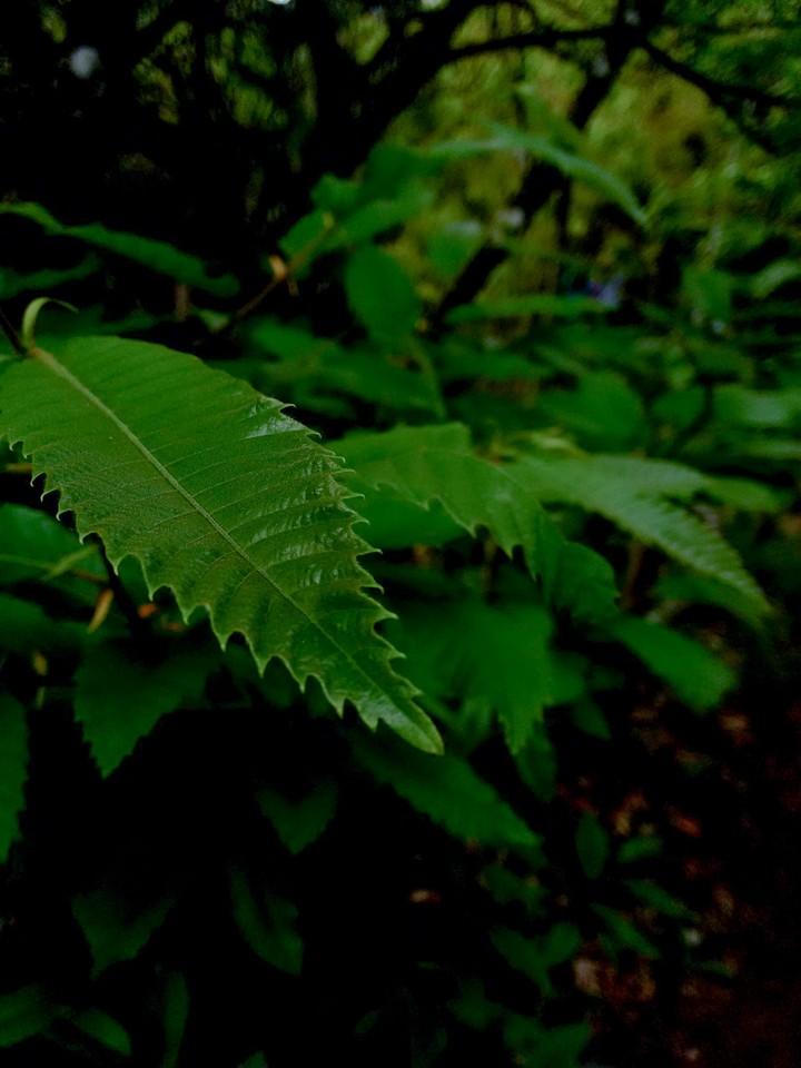 verde