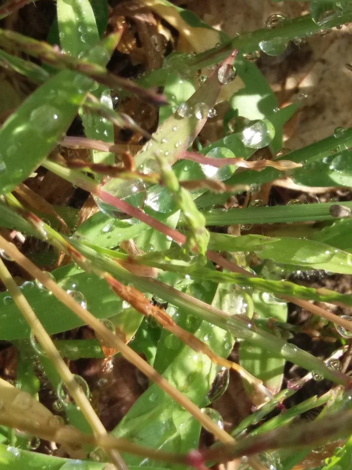 a morning dew