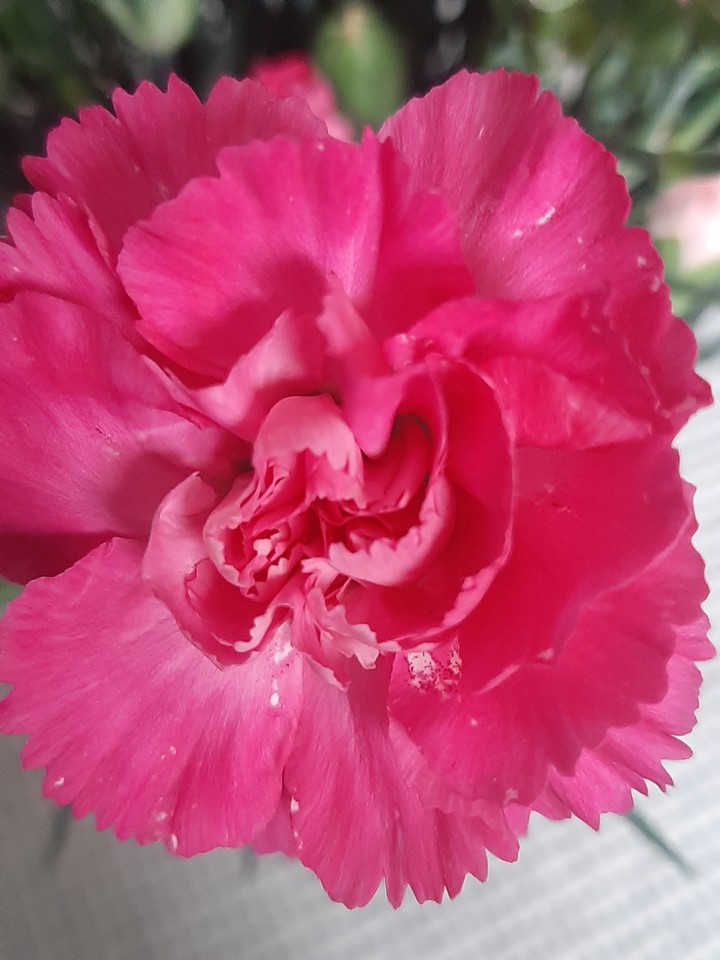 Flover