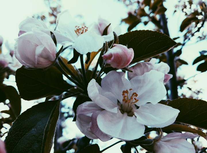 spring