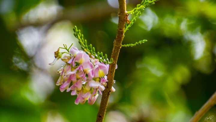 The flower