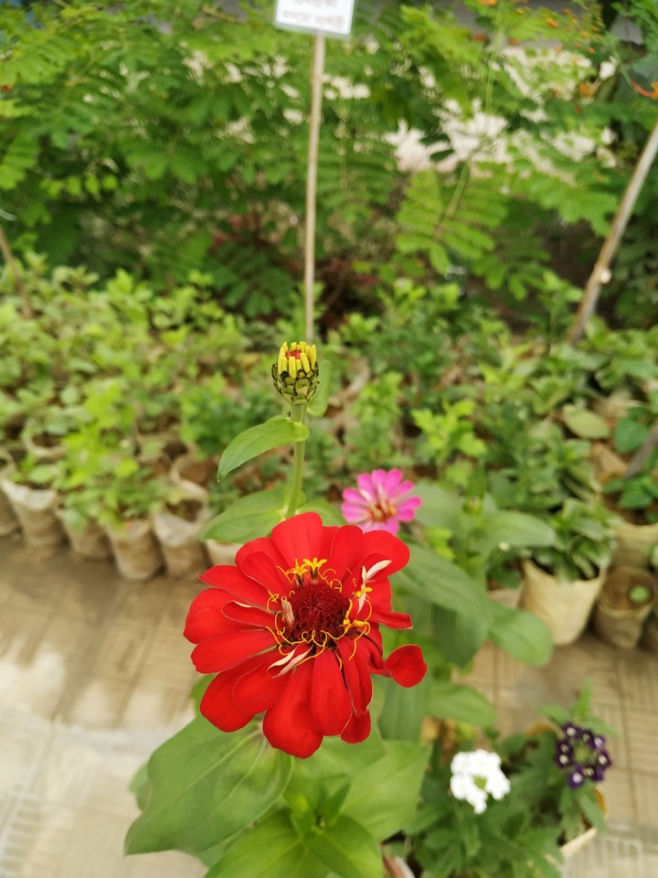 flowers