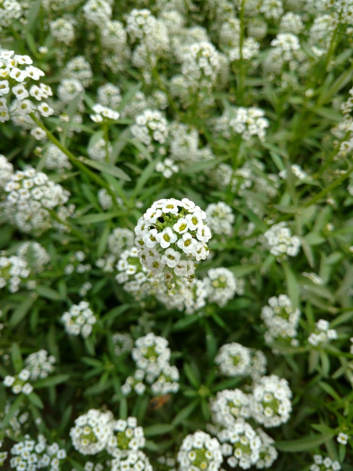 Flowers focused