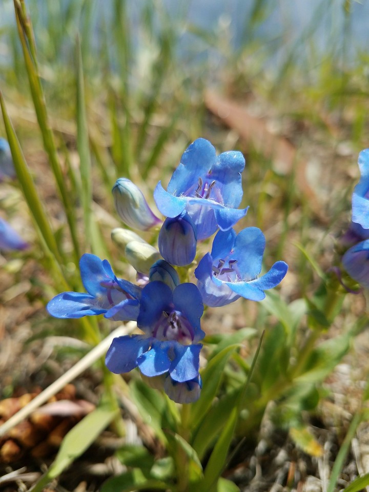 Blue
