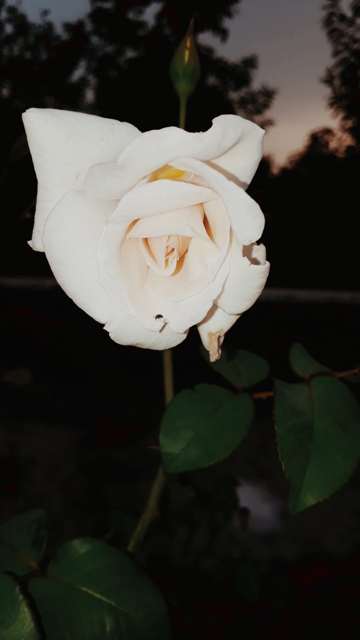rose