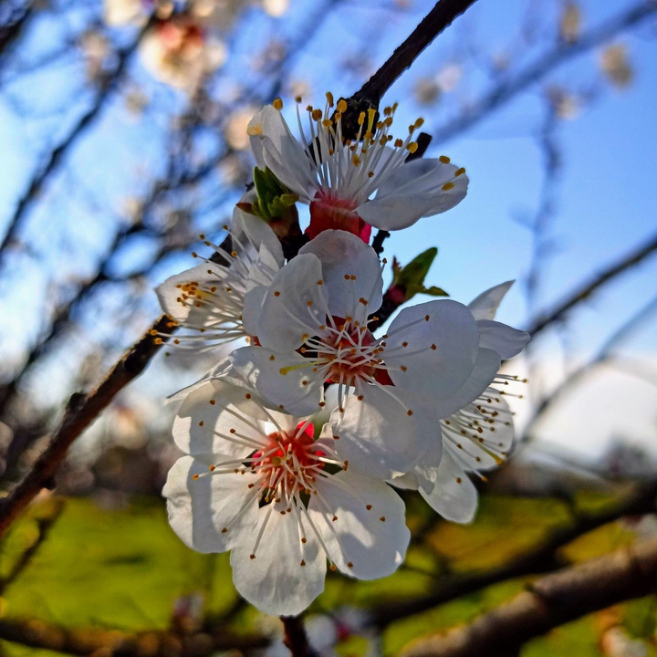 весна spring