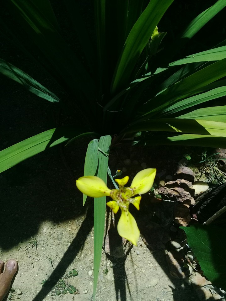 flor