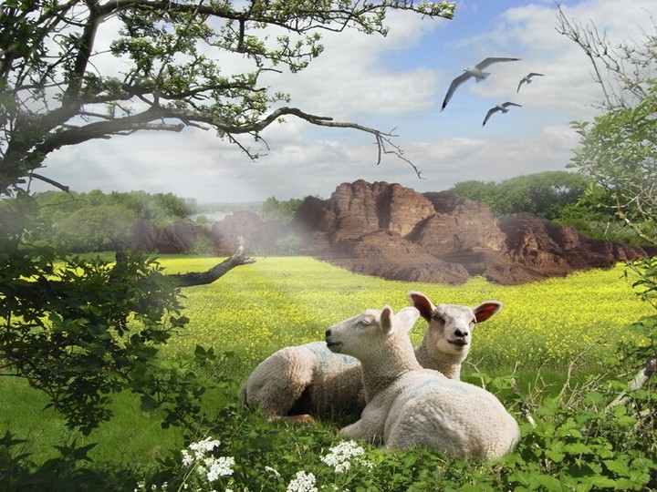 Sheep 
