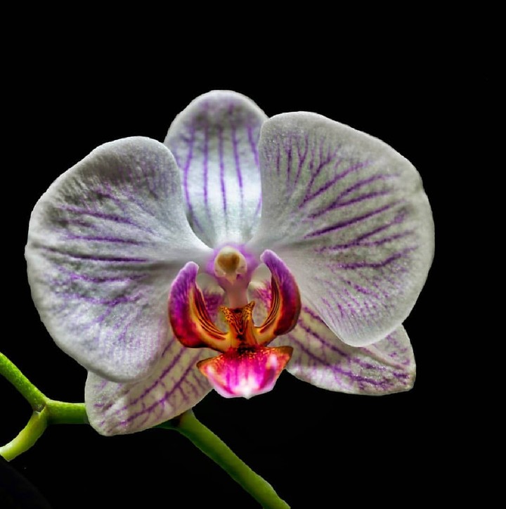Orchidea