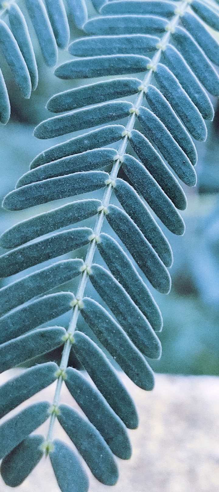 biutifull wallpaper