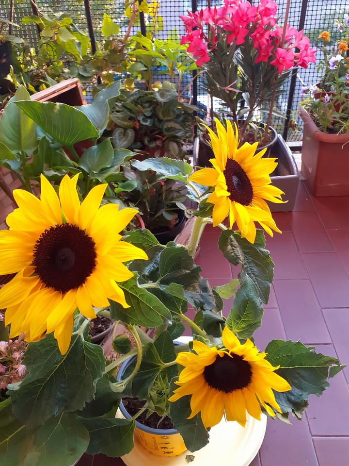 girasoli