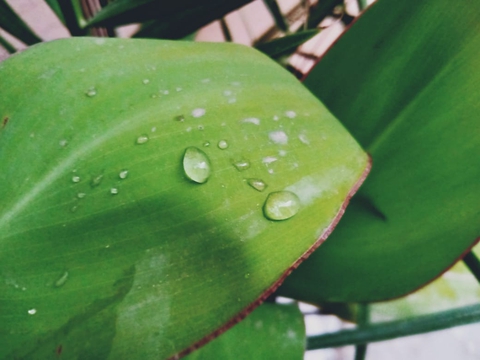 Leaf water drops