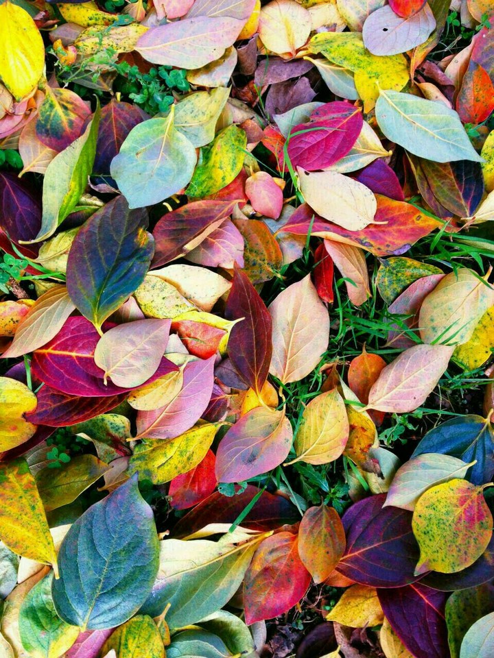 first of fall