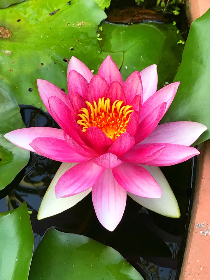 Lotus