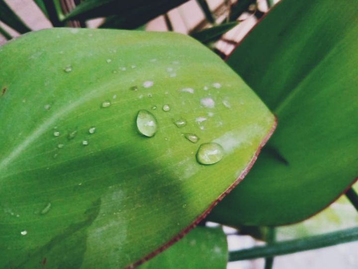 Leaf water drops