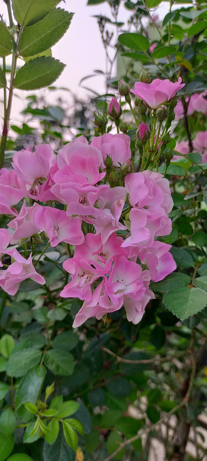 rose