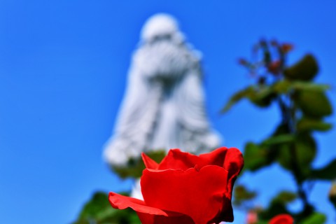 May and Roses