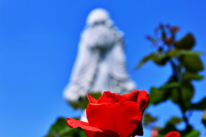 May and Roses