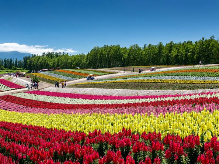 flower garden