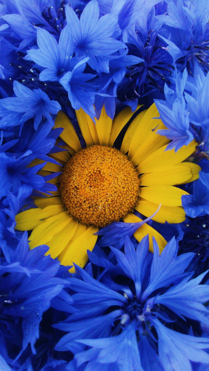 flowers