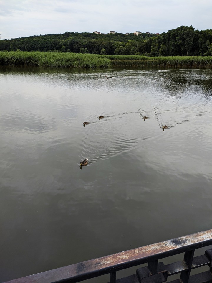 Ducks