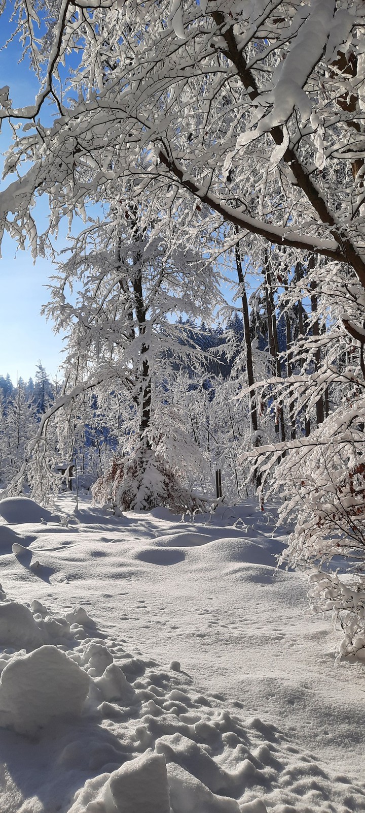 Snowforest