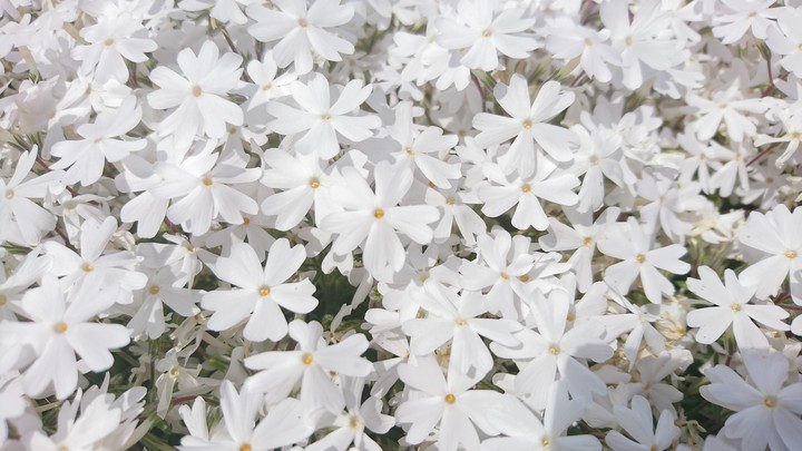 芝桜