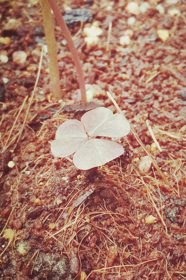 mini petal