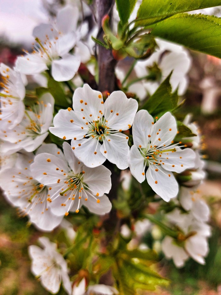 spring