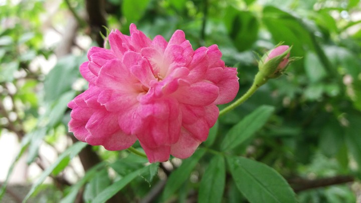 pink rose