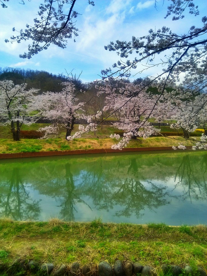 SAKURA