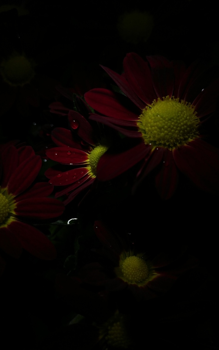 flowers: yellow and magenta