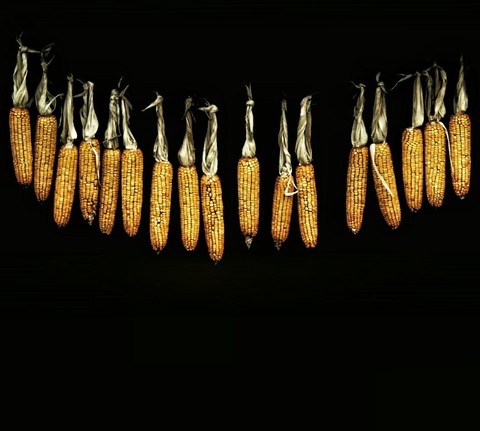 corn