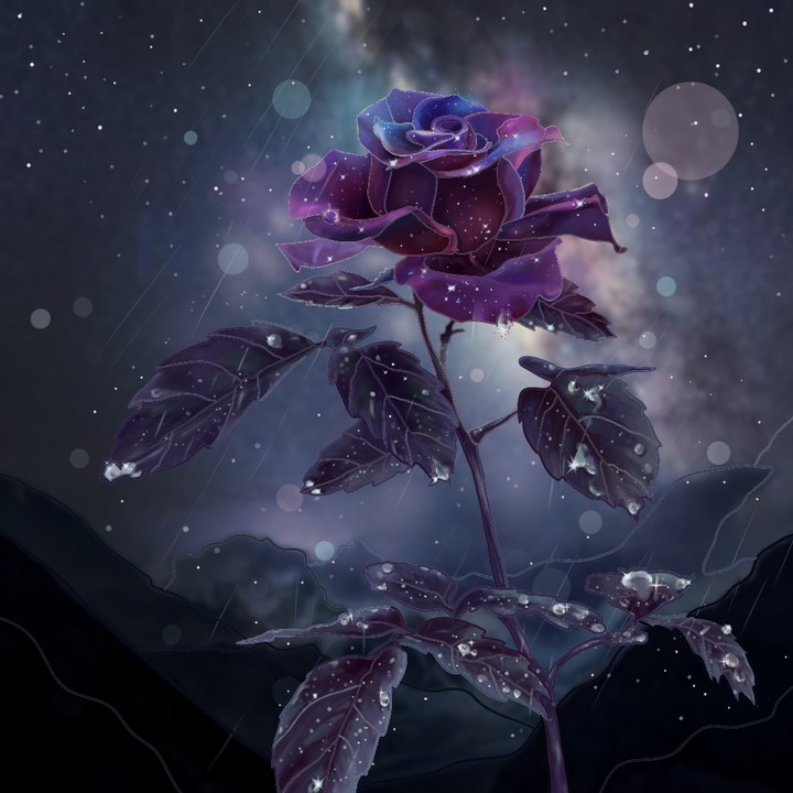 Rosa
