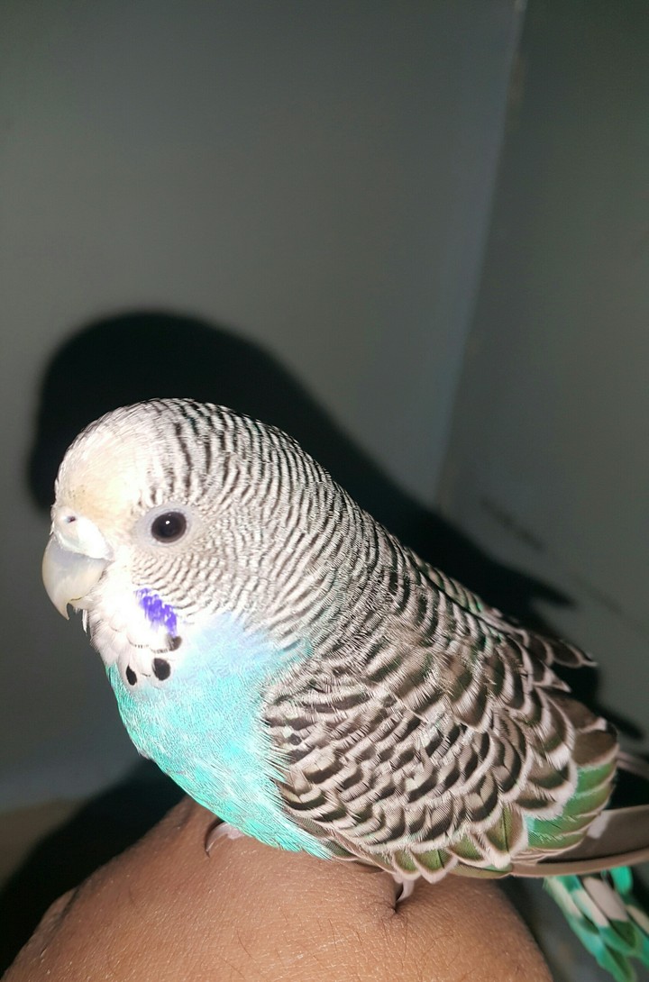 Australians Bird