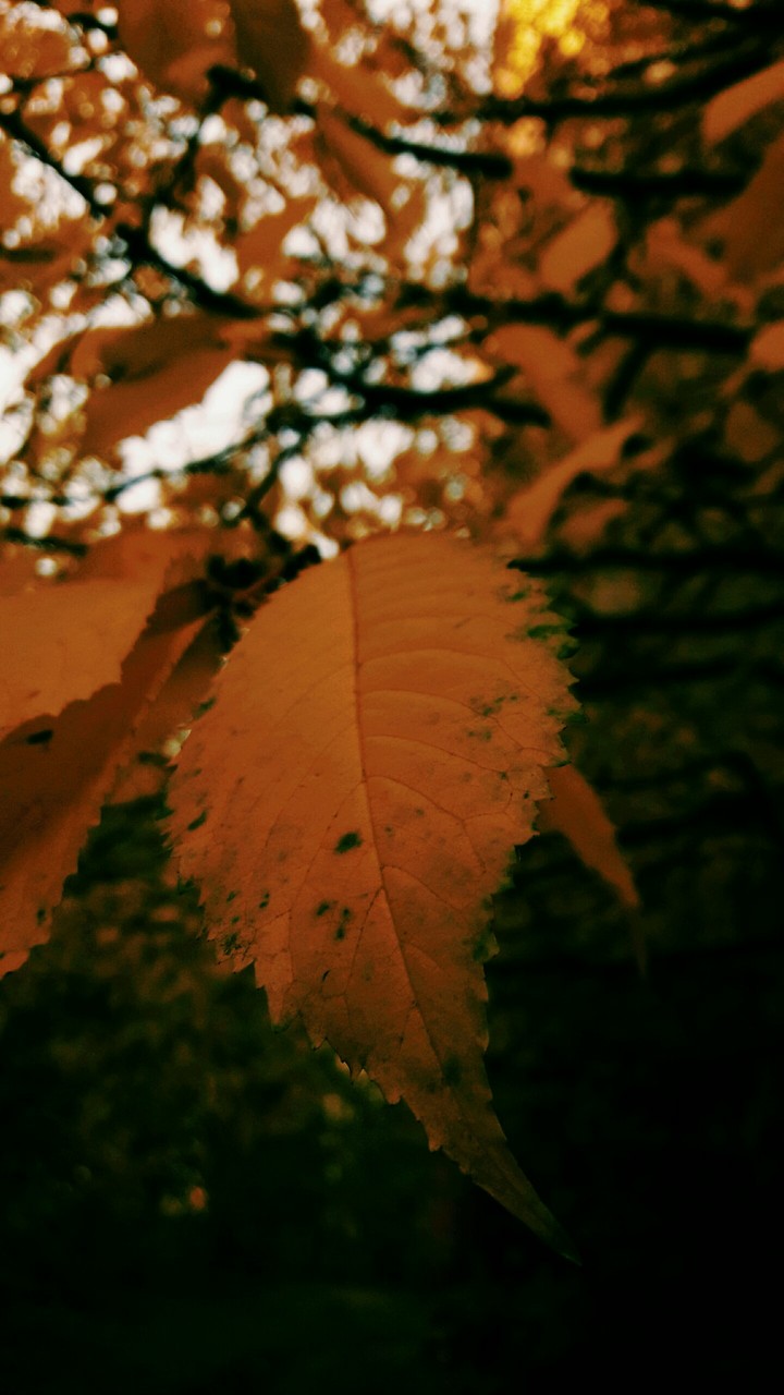 lovely autumn