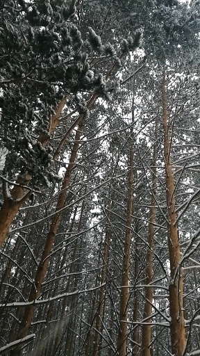 Winter Siberia