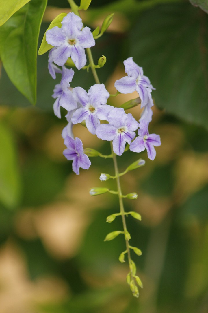 flower 