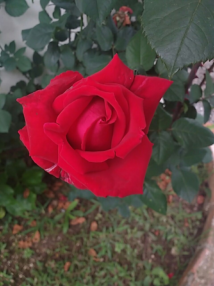 flores