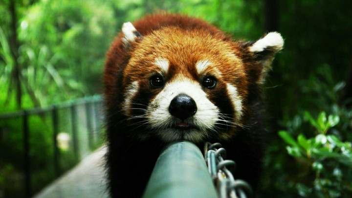 Red panda