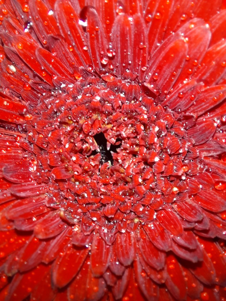 macro photos
