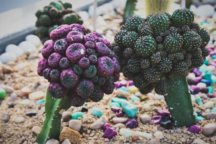 cactus