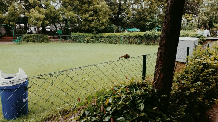 squirrel