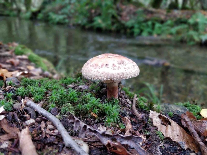 mushroom